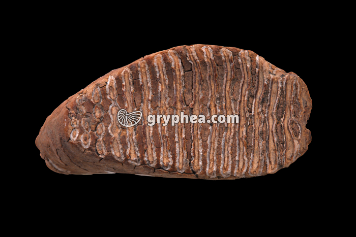 Molaire de Mammouth - gryphea.org